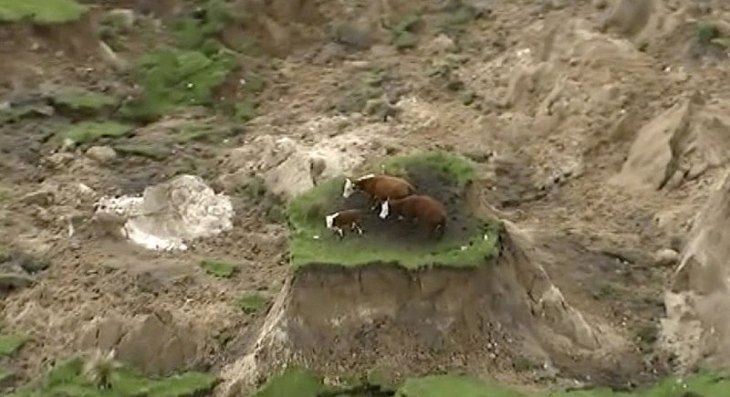 aardbeving-nieuwzeeland-koeien